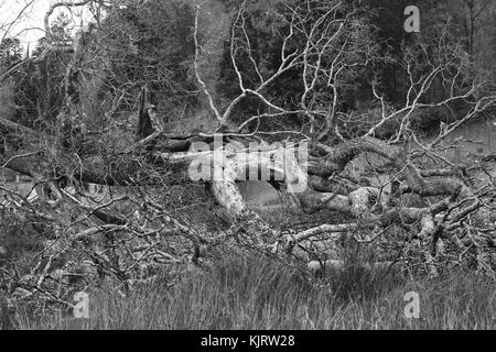 Riß Oak Tree Trunk, von Gale force Winds. Stockfoto