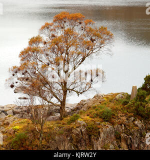 Single herbstlichen Baum am Ufer eines Sees Stockfoto