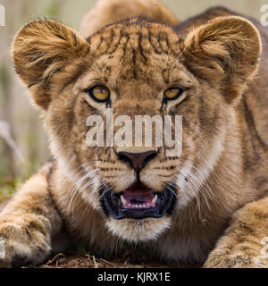 Junger männlicher Löwe, gefährlich aussehen, Blinken, Auge, Gesicht ganz nah, direkt auf die Kamera, Kopf geschossen Portrait, Oktober 2017, Masai Mara, Kenia, Afrika Stockfoto