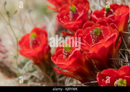 In der Nähe von red Claret cup Kaktus Blumen Stockfoto