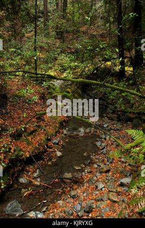 Bäume und Felsen an Muir Woods in Nordkalifornien außerhalb von San Francisco. Stockfoto