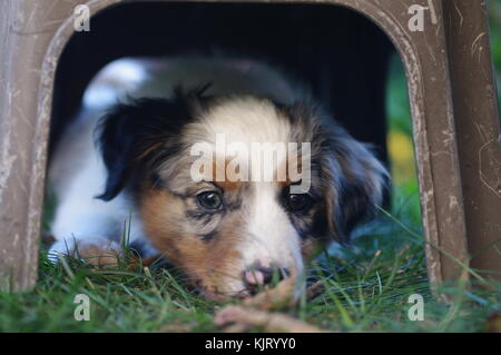 Australian Shepherd puppie dog portrait Bezaubernder Stockfoto