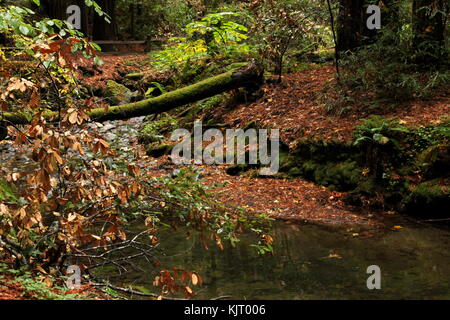 Bäume und Felsen an Muir Woods in Nordkalifornien außerhalb von San Francisco. Stockfoto