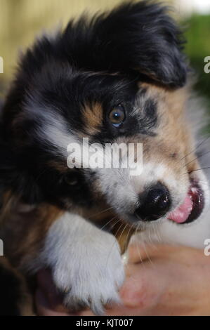 Australian Shepherd puppie dog portrait Bezaubernder Stockfoto