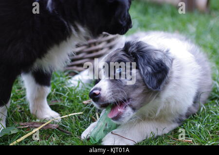 Australian Shepherd puppie dog portrait Bezaubernder Stockfoto