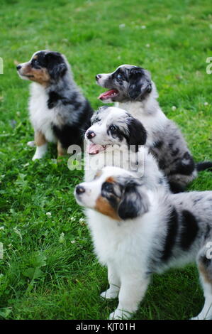 Australian Shepherd puppie dog portrait Bezaubernder Stockfoto