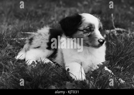 Australian Shepherd puppie dog portrait Bezaubernder Stockfoto