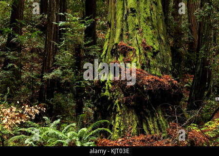 Einen moosigen Redwood Tree in Muir Woods in Nordkalifornien Stockfoto