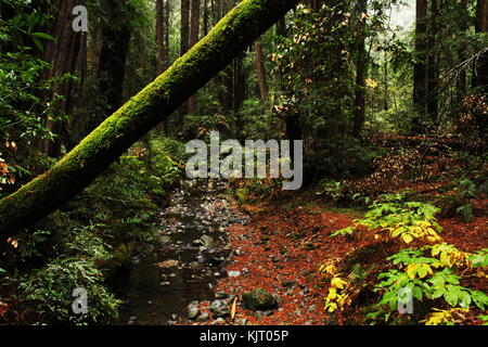 Bäume und Felsen an Muir Woods in Nordkalifornien außerhalb von San Francisco. Stockfoto