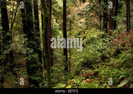 Bäume und Felsen an Muir Woods in Nordkalifornien außerhalb von San Francisco. Stockfoto