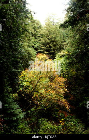 Bäume und Felsen an Muir Woods in Nordkalifornien außerhalb von San Francisco. Stockfoto