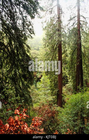 Bäume und Felsen an Muir Woods in Nordkalifornien außerhalb von San Francisco. Stockfoto