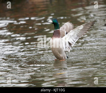 Eine männliche Stockente Klappen seine Flügel auf den Teich an der neuen Mühle Naturschutzgebiet Stockfoto