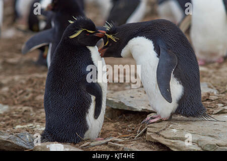 Paar rockhopper Pinguine (eudyptes chrysocome) Pflege einander auf den Klippen von Sea Lion Island auf den Falklandinseln Stockfoto