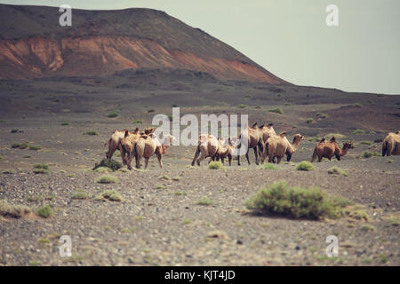 Kamele in der Mongolei Stockfoto