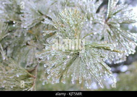 Filigrane Muster und Formen entwickeln, wie eine strenge Winter Ice Storm rollt über Saint Louis, Missouri, USA. Stockfoto