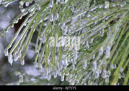 Filigrane Muster und Formen entwickeln, wie eine strenge Winter Ice Storm rollt über Saint Louis, Missouri, USA. Stockfoto