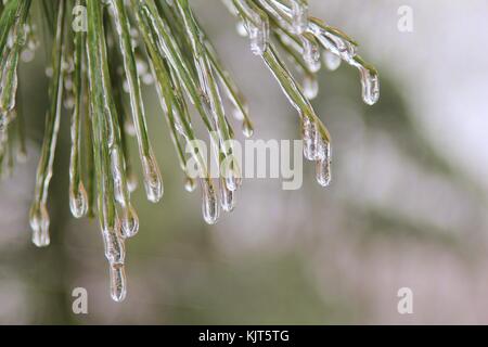 Filigrane Muster und Formen entwickeln, wie eine strenge Winter Ice Storm rollt über Saint Louis, Missouri, USA. Stockfoto