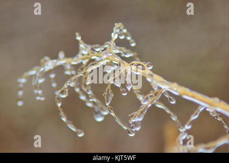 Filigrane Muster und Formen entwickeln, wie eine strenge Winter Ice Storm rollt über Saint Louis, Missouri, USA. Stockfoto