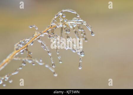 Filigrane Muster und Formen entwickeln, wie eine strenge Winter Ice Storm rollt über Saint Louis, Missouri, USA. Stockfoto