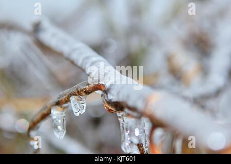 Filigrane Muster und Formen entwickeln, wie eine strenge Winter Ice Storm rollt über Saint Louis, Missouri, USA. Stockfoto