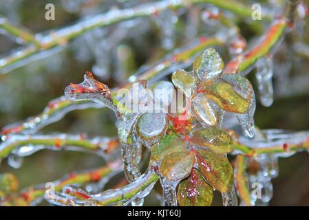 Filigrane Muster und Formen entwickeln, wie eine strenge Winter Ice Storm rollt über Saint Louis, Missouri, USA. Stockfoto