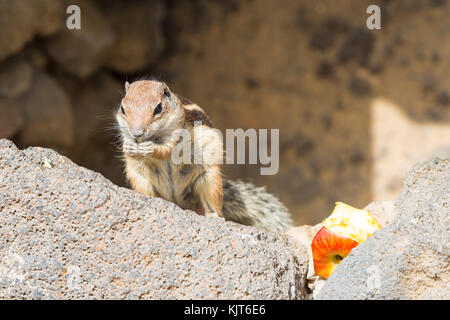 Ein munching Eichhörnchen halten sie ein Stück von einem Apfel in der Hand Stockfoto