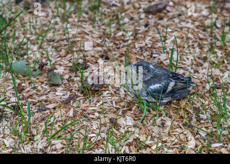 Little pied wagtail auf dem Boden sitzend Stockfoto