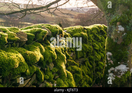 Eine moss Trockenmauern Wand in den Yorkshire Dales National Park in der Nähe von Stainforth, Yorkshire, England. November 2017 Stockfoto