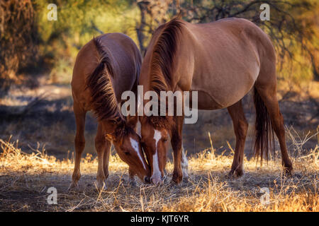 Zwei wilde Pferde grasen bei Sonnenuntergang am Salt River, Arizona, USA Stockfoto