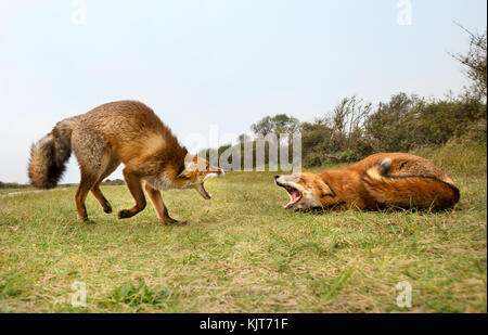Zwei rote Füchse angreifenden miteinander und kämpfen um ein Gebiet versucht zu beißen. Stockfoto