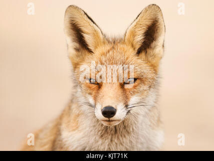 Nahaufnahme eines jungen Red Fox gegen die klaren Hintergrund, Niederlande. Stockfoto