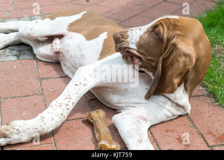 Junger Hund Bracco Italiano Festlegung auf einer Terrasse Stockfoto