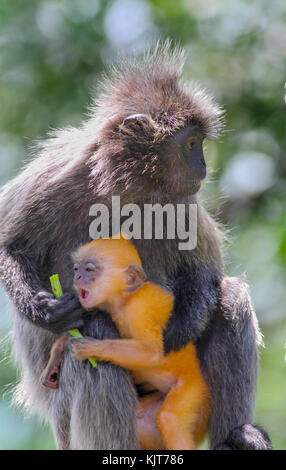 Ein versilbertes Blatt monkey (trachypithecus cristatus) mit Jungen. Kuala Selangor, Malaysia Stockfoto