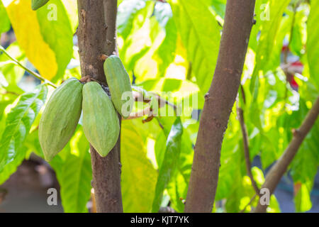 Grüne Kakao Früchte an einem Baum hängend in Vietnam Stockfoto