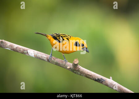 Ein goldtangare thront auf einem Zweig in der tandayapa Tal, Pichincha, Ecuador. Stockfoto