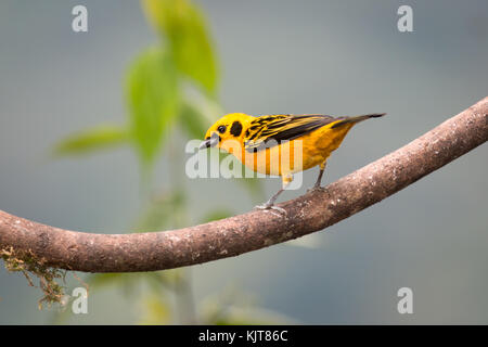 Ein goldtangare thront auf einem Zweig in der tandayapa Tal, Pichincha, Ecuador. Stockfoto