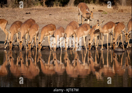 Impala (Aepyceros melampus) in Timbavati Naturreservat, Südafrika Stockfoto