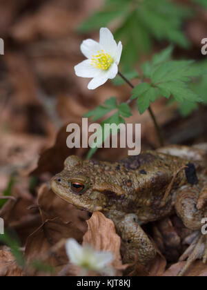 Erdkröte und Sauerklee Stockfoto