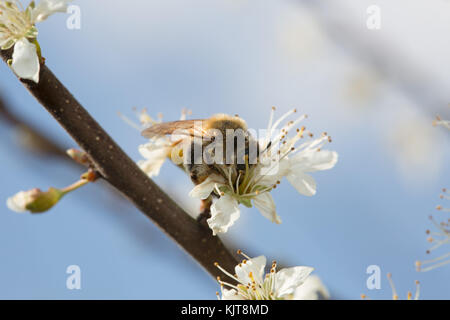 Wilde Biene auf Sanddorn Stockfoto