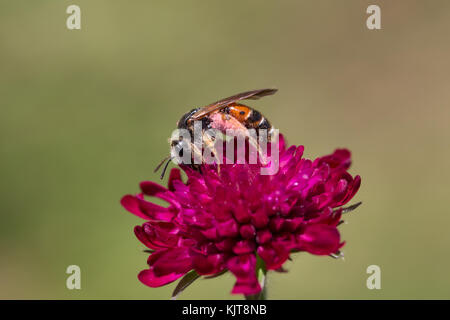 Eine Bergbaubiene (Andrena hattorfiana) auf dem Feld Scabious (Knautia arvensis) Stockfoto