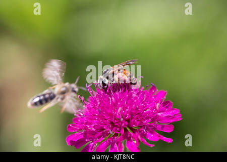 Eine Bergbaubiene (Andrena hattorfiana) auf dem Feld Scabious (Knautia arvensis) Stockfoto