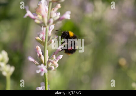 Frühe Hummel auf Lavendel Stockfoto