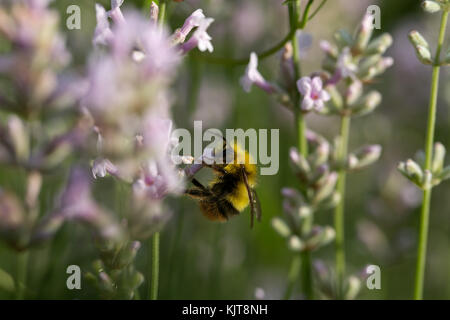 Frühe Hummel auf Lavendel Stockfoto