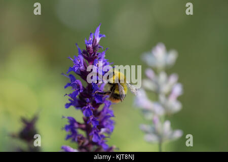 Frühe Hummelfütterung von Blüten Stockfoto