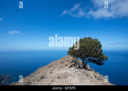 Baum mit Blick auf das Meer über Valle Gran Rey auf Gomera, La Merica Stockfoto