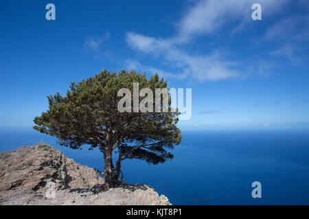 Baum mit Blick auf das Meer über Valle Gran Rey auf Gomera, La Merica Stockfoto