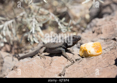 Echse auf La Gomera Stockfoto