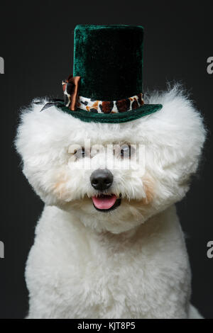 Wunderschöne bichon frisee Hund in süßen hat Stockfoto