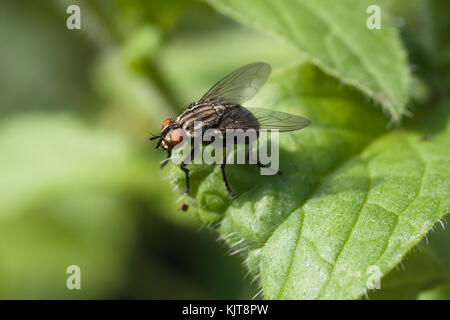 Gewöhnliches Fleisch fliegt auf Blatt Stockfoto